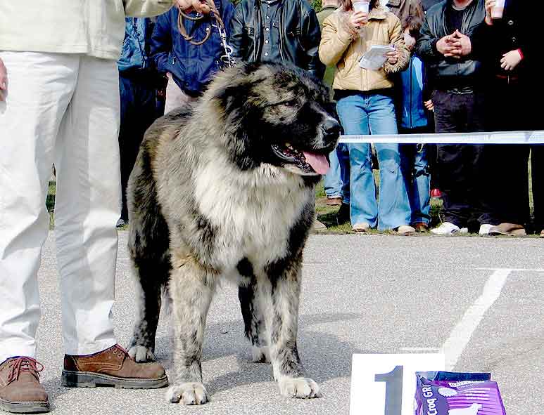 PERESVET BULAT
