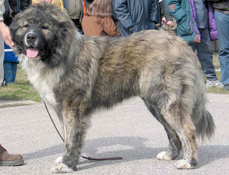 PERESVET BULAT