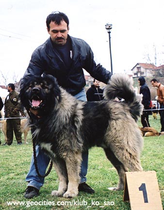DENI vl.Pancic D.