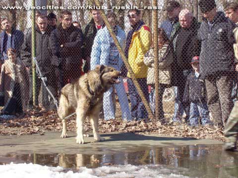 Kavkazac na testu