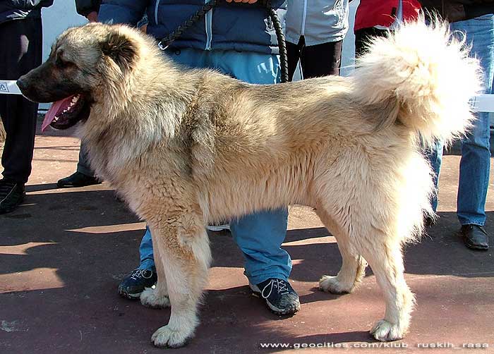 BARON