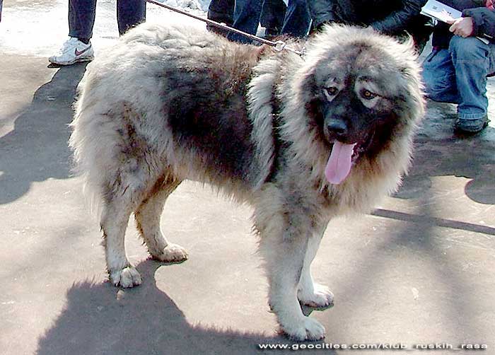 LAVAS IZ ALEKSANDROVE SLOBODE