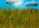 grass