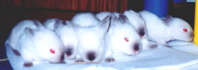 Himalayan Litter