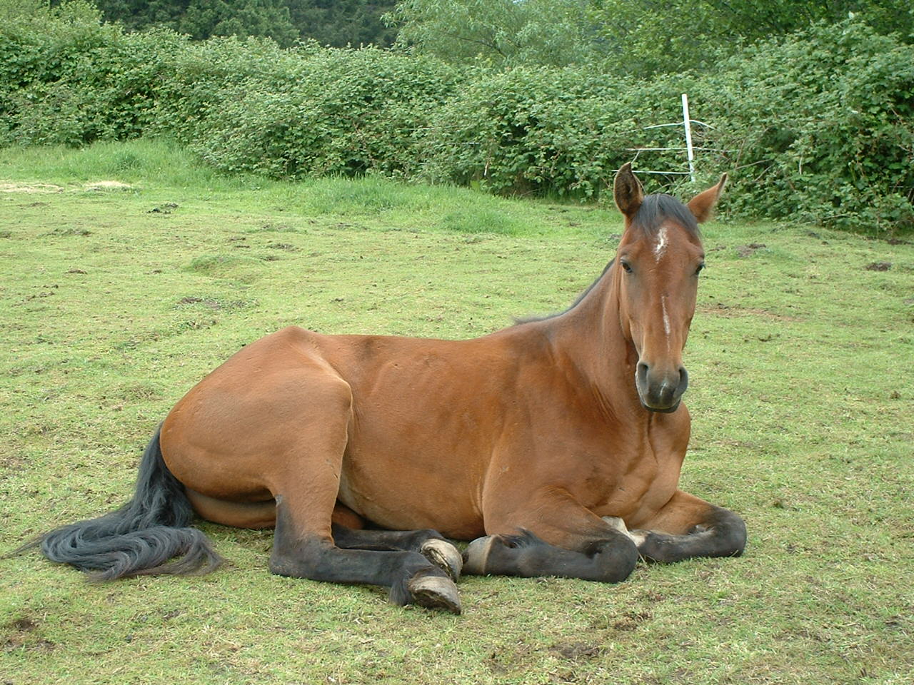 Mariner alot more trusting after two weeks of love and Natural horsemanship...and a MONTY ROBERTS STYLE Join UP Program;-) IF you want your horse to join up with you, I can help give you both the tool to communicate better!