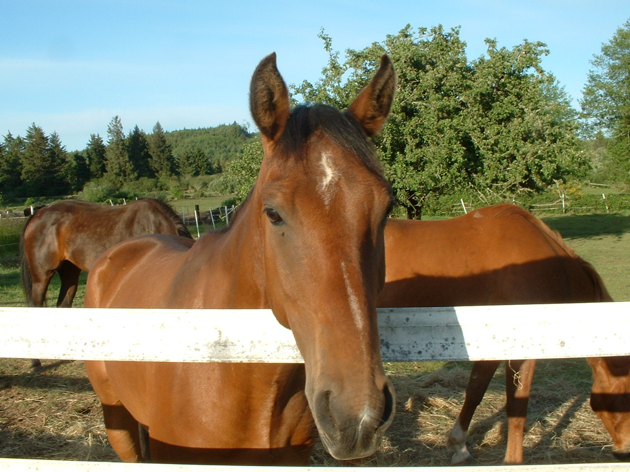 a great prospect for dressage...moves really well...nice trot!