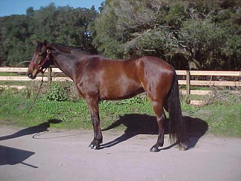Sucha Fox 13 yr old TB Gelding...NO he is NOT for sale :-)