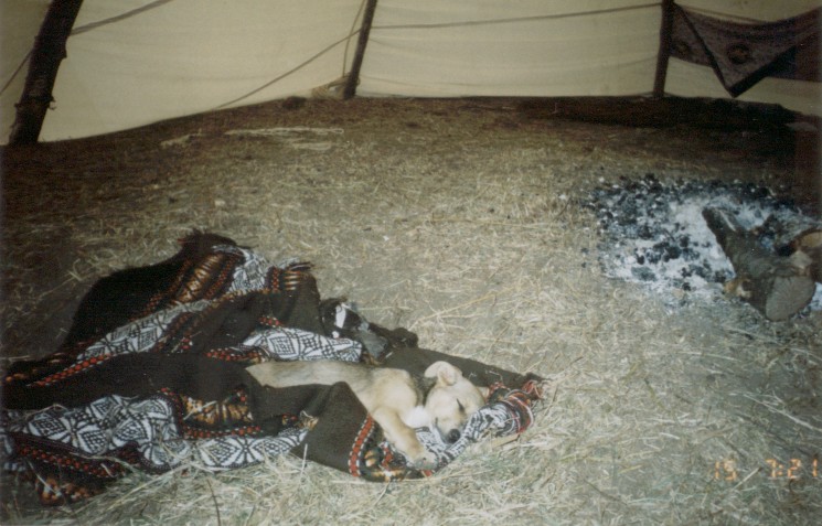Perrita peyotera (Obsidiana durmiendo en el Tip�)