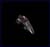 vulture