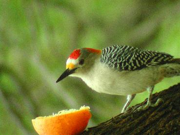 Goldenfront Woodpecker