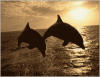 Everything Dolphins