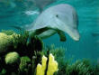 Dolphin Research Institute