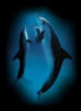 Wild Dolphins