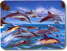 Whales and Dolphins