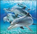 David's Dolphin Images