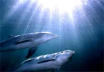 Dolphins and Man....Equals?