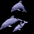 The Magical Dolphins