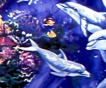 Dolphin Synergy; The Dance of the Dolphins