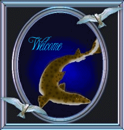 Visit Graceful Catshark at Shark Cove