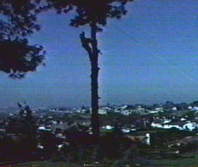 Up a tree