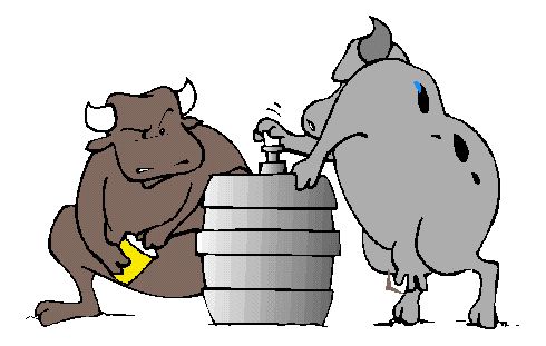 cows