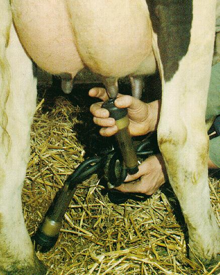 milking