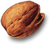 nut
