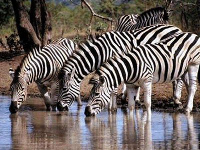 4 Day 3 Night Kruger National Park Guided Coach Tour