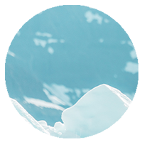 snowbear