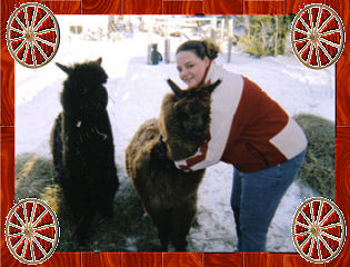Alpacas