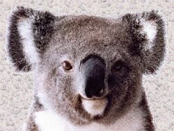 Koala