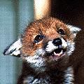 Foxes - hunted and cruelly killed for sport