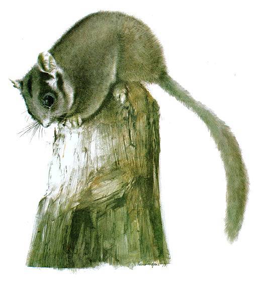 This rare little fella lives only in Victoria from Healesville to Mt Baw Baw and nests in hollow trees. Click to find out more