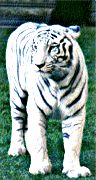 Tigers - slowly becoming extinct in the wild