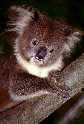 This koala just an example of what is available :)