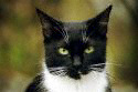 Thousands of unwanted kittens die each year