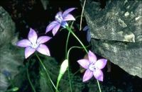 AUSTRALIAN CAPITAL TERRITORY : ROYAL BLUEBELL
