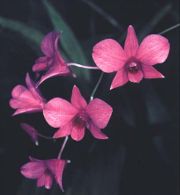 QUEENSLAND : COOKTOWN ORCHID