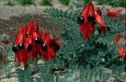 SOUTH AUSTRALIA : STURTS' DESERT PEA