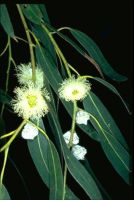 TASMANIA : TASMANIAN BLUE GUM