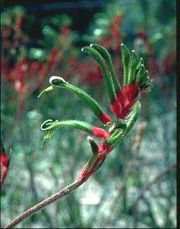 WESTERN AUSTRALIA : MANGLES' KANGAROO PAW