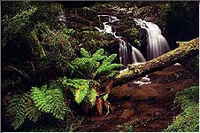 Fern Gully