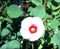 NORTHERN TERRITORY : STURTS' DESERT ROSE