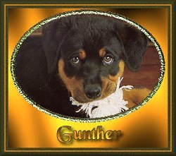 Gunther - my rottie cyber-adoption