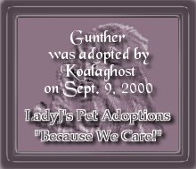 Visit Lady J for wonderful animal adoptions