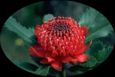 NEW SOUTH WALES : WARATAH