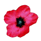 Remembrance - the Flanders poppy is worn all over Australia on Remembrance Day, November 11. Lest We Forget