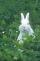 Rabbits suffer unnessecary pain in useless experiments