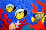 "CORAL REEF"&nbsp; Copyright Marc Rubin.&nbsp; Used with kind permission