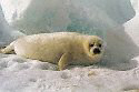 Fur seal pup. Still beaten to death on the Canadian ice for their fur